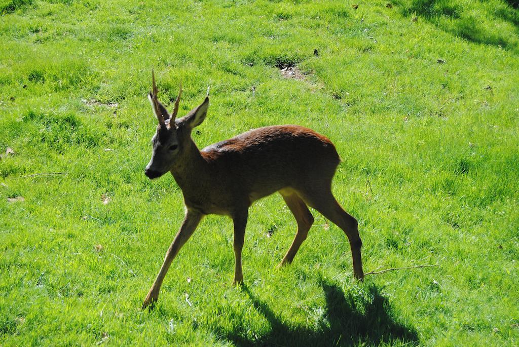 Parque Biologico De Виньяйш Экстерьер фото